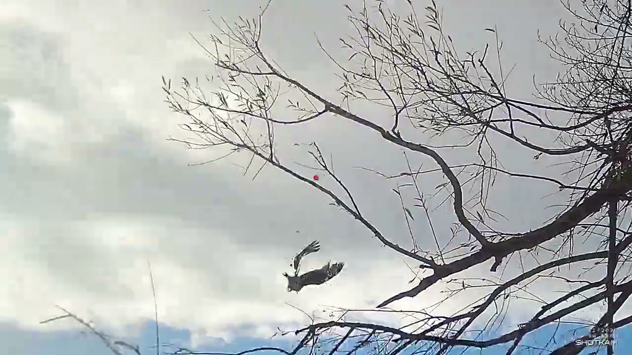 Becadas y Perdices con Shotkam! #becada #becasse #beccaccia #birds #hunting