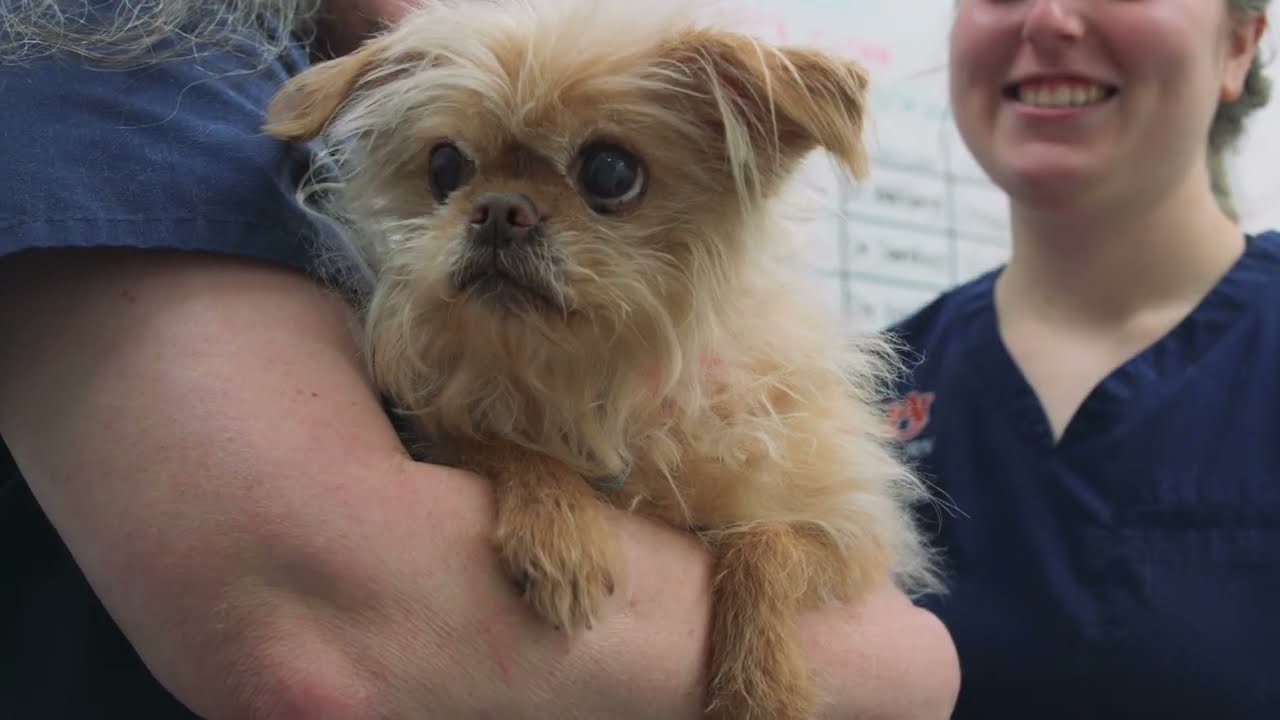 Tiger Giving Day 2026 - Save Pet Lives Through Auburn's Pet Blood Bank