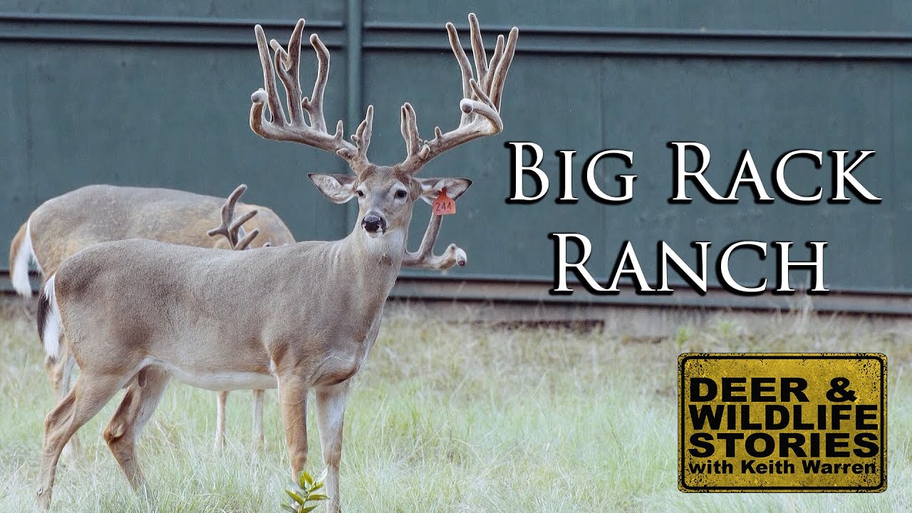 Monster Texas Whitetails | Big Rack Ranch