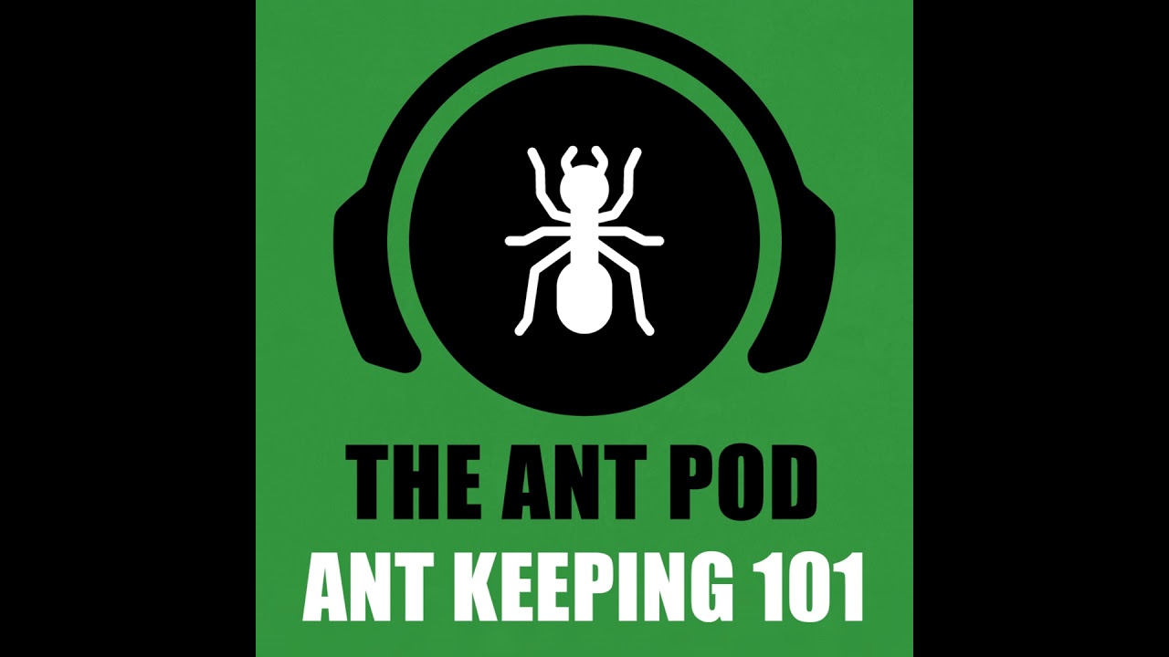 A Full Antkeeping Beginner Guide - Ant Keeping 101 | The Ant Podcast