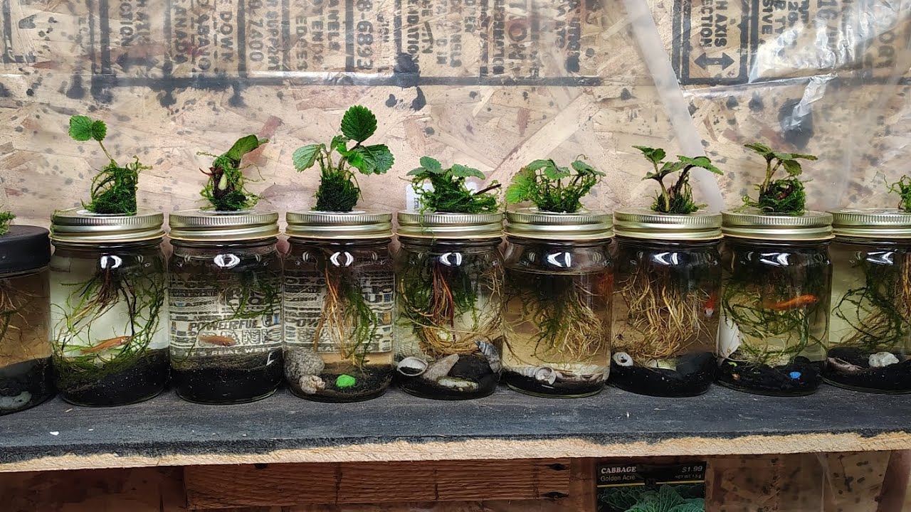 Indoor garden #fishinglife #fishing #nature #viral #subscribe #outdoors #backyardpoultry #homestead 