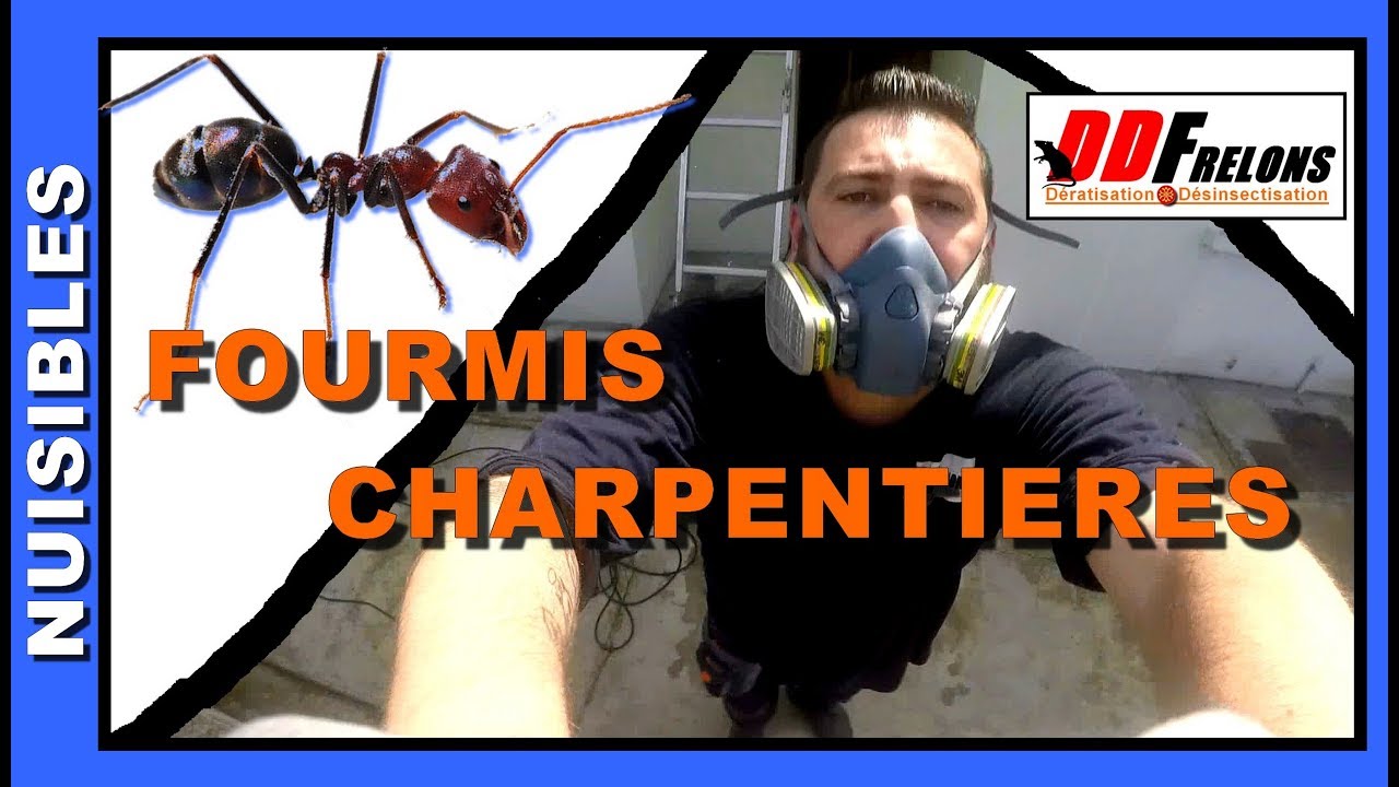 ENVAHIE par des FOURMIS Charpentières sur la façade + Traitement.