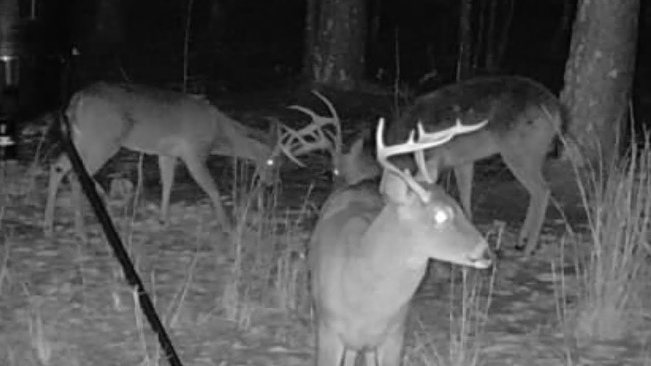 Arkansas Ozarks