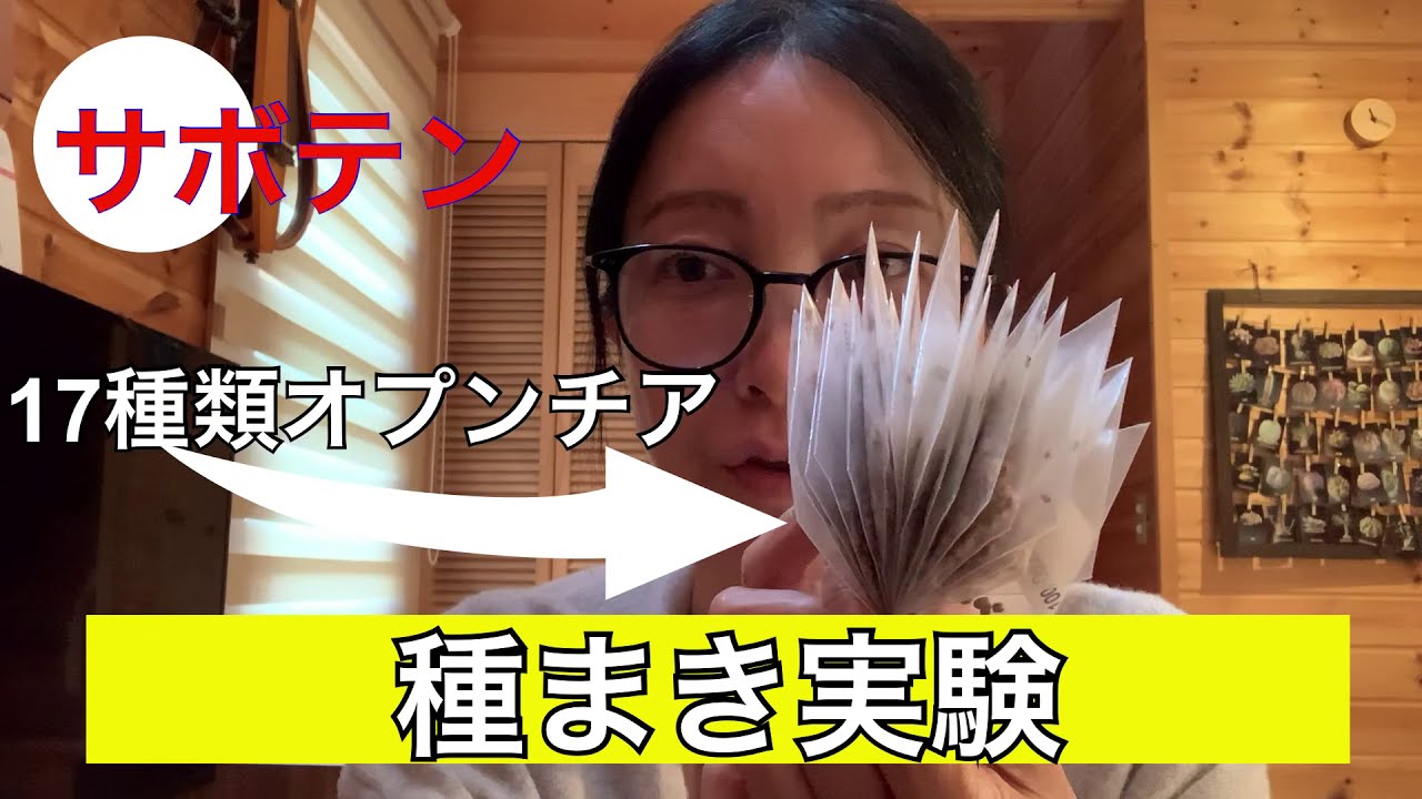 オプンチアをうまく発芽させたい！【サボテン】【実験動画】【種まきLabo】
