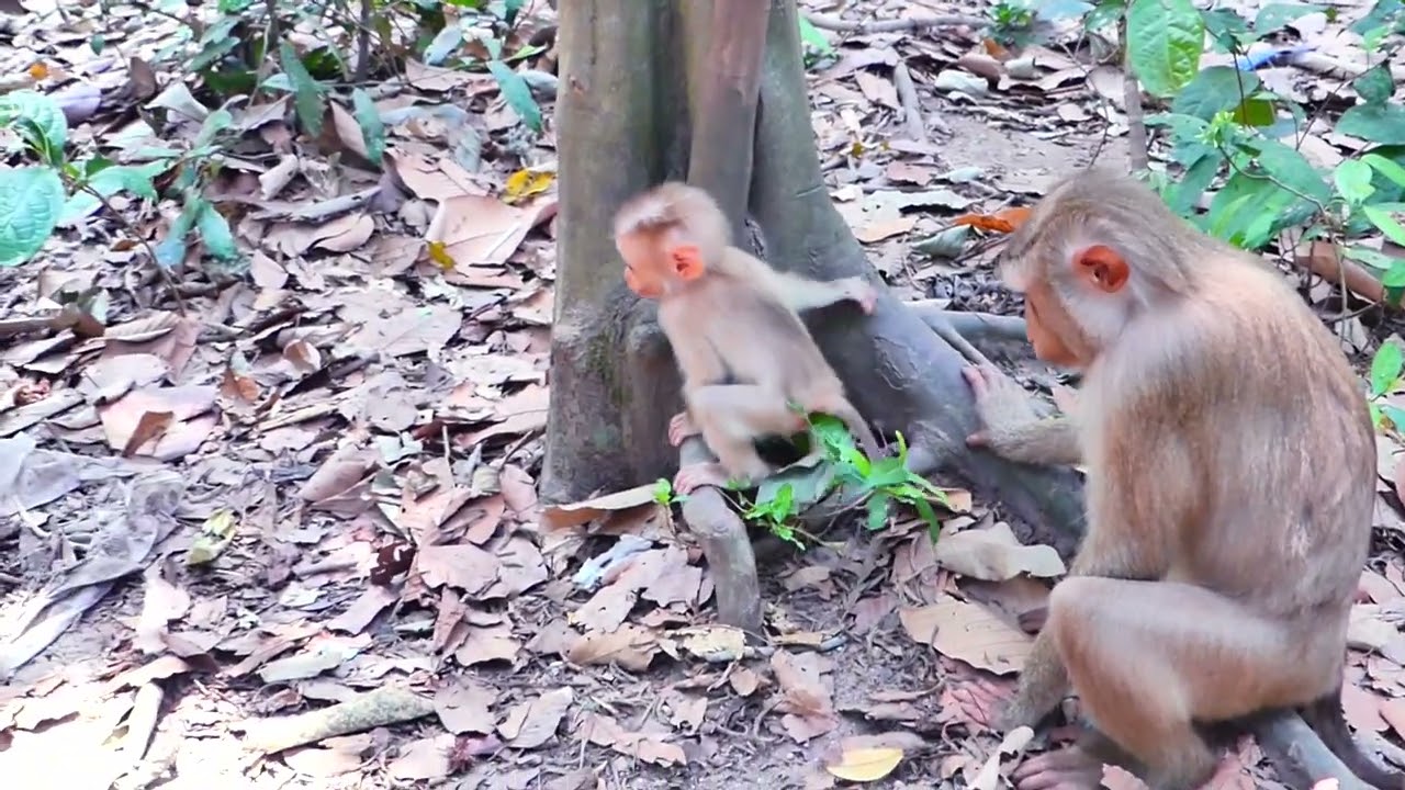 Baby monkey exploring the world 🌍#CuriousMonkey #BabyExplorer #MonkeyLife