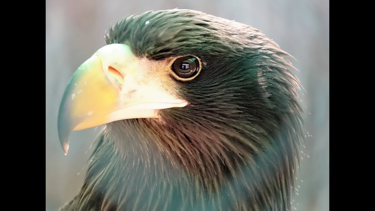 Adlerwarte Burg Kreuzenstein Greifvogel-Flugschau in Superzeitlupe