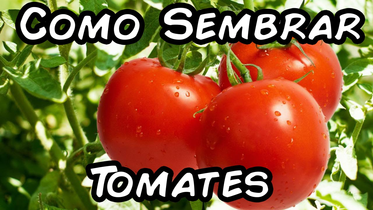 Como Sembrar Tomates Con Exito, Del Semillero Al Trasplante