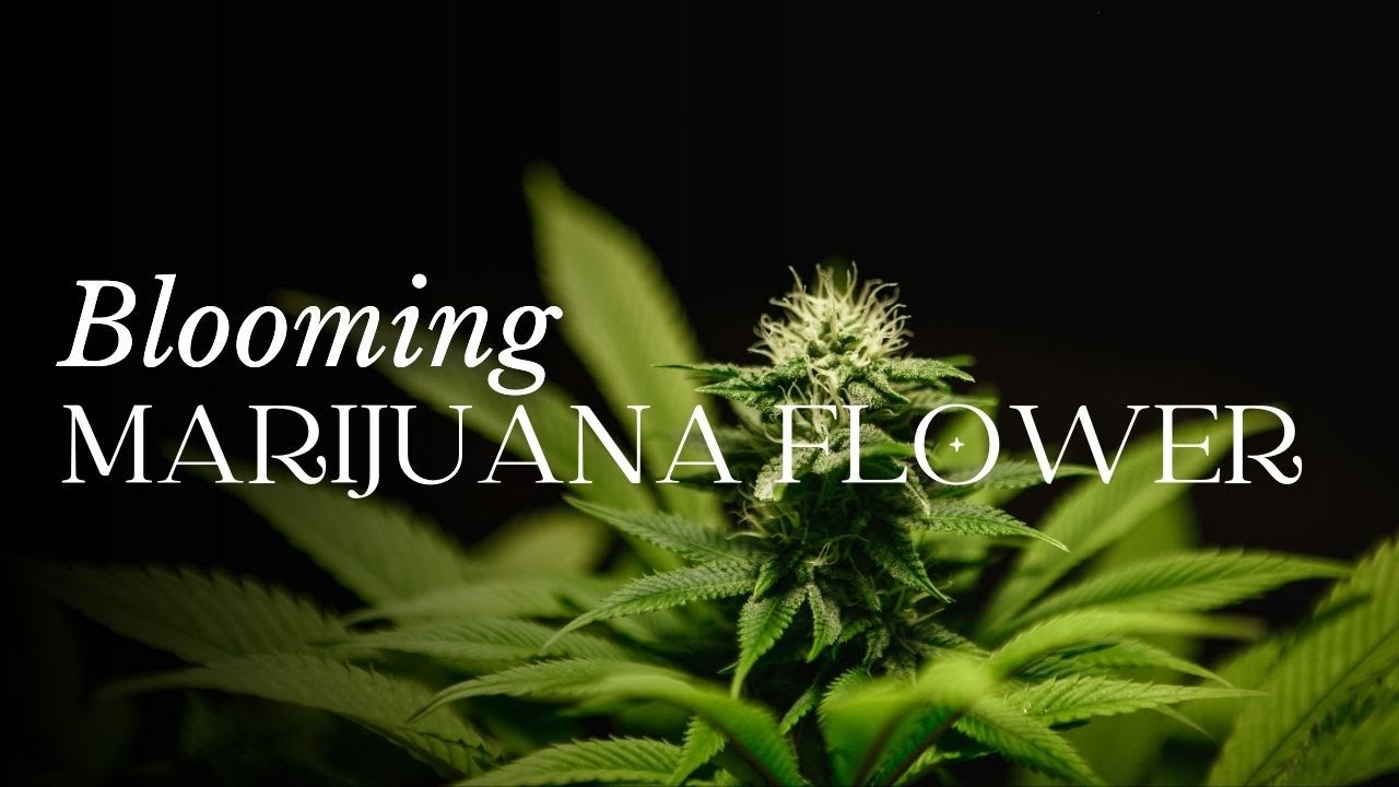 TIMELAPSE Marijuana Flower Blooming