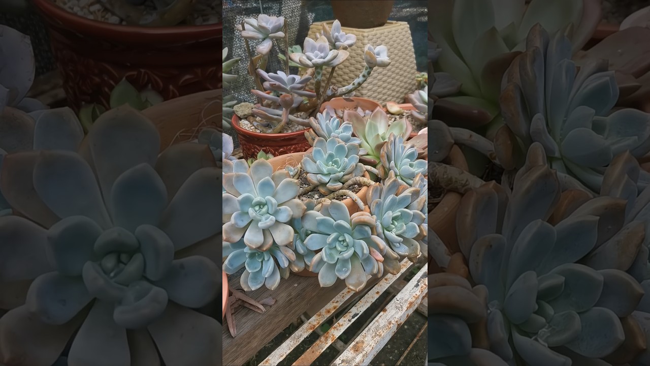 so kawaii my succulents #succulentph #succulentlover #succulentgarden #succulentsforbeginners