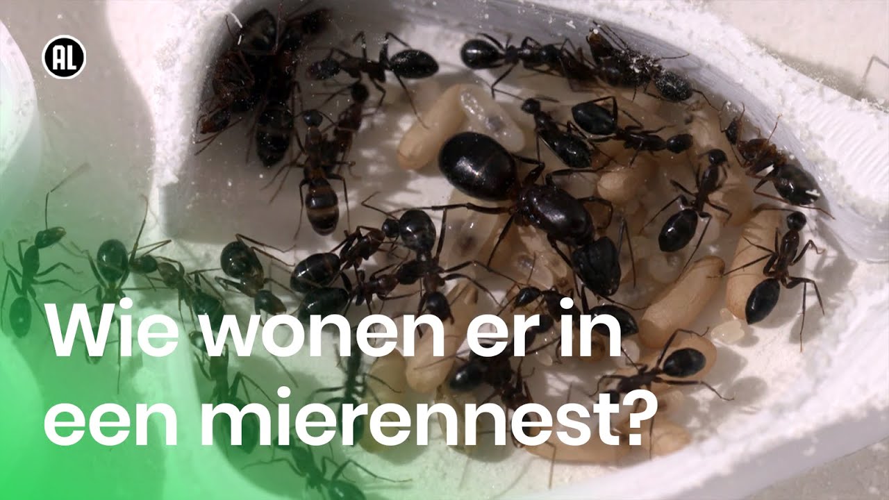 Wie wonen er in een mierennest?