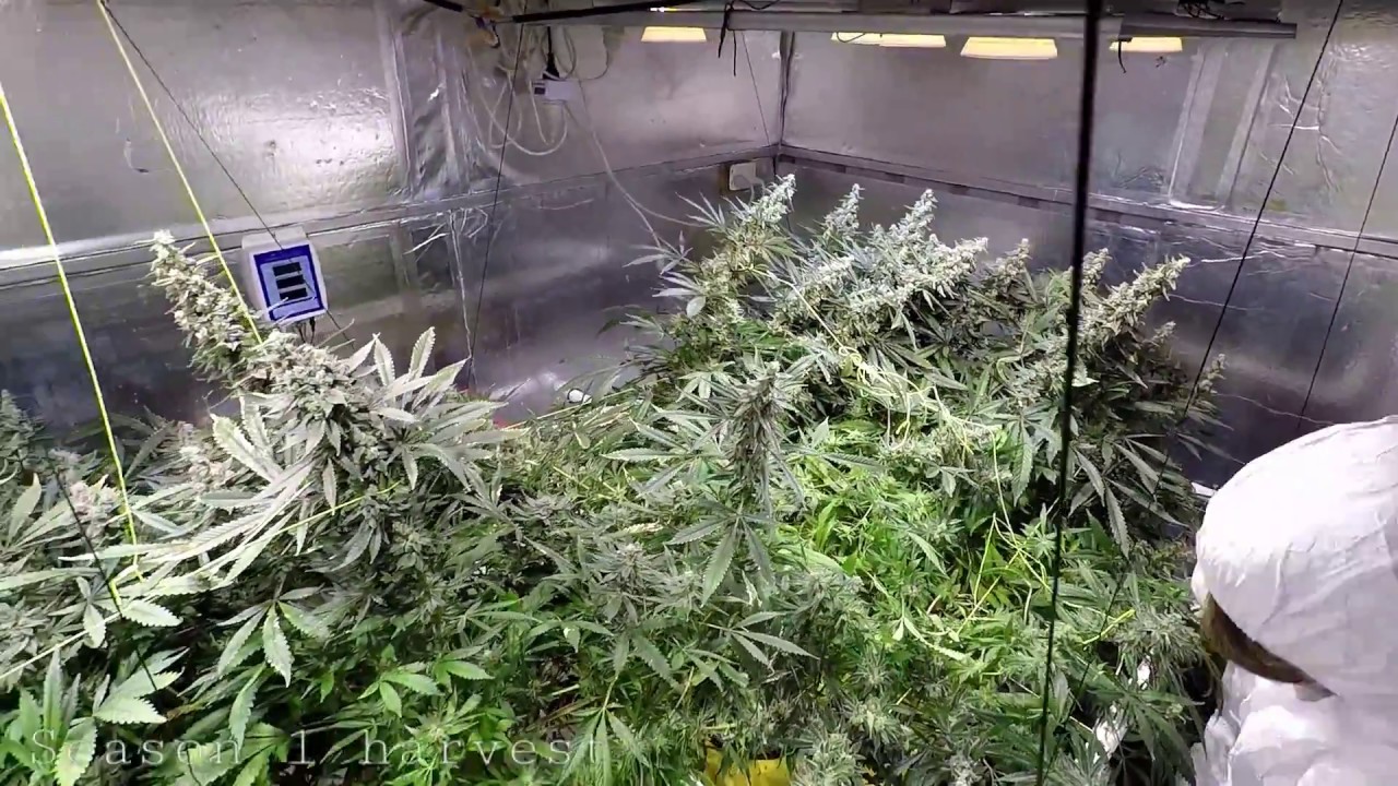 Big Bud Harvest Cob LED