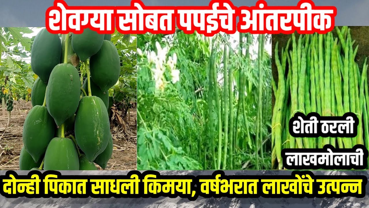 शेवगा शेती माहिती,पपई लागवड माहिती,शेवगा सोबत पपईचे आंतरपीक,वर्षभरात लाखोंची कमाई #papaya,#shevga