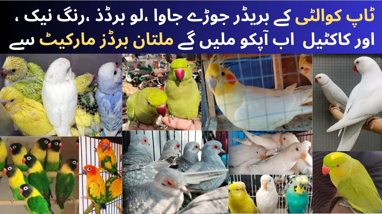 Multan Birds Market Price Update 2025 | Sunday Birds Market | Ring Neck, Jawa, Cockatiel