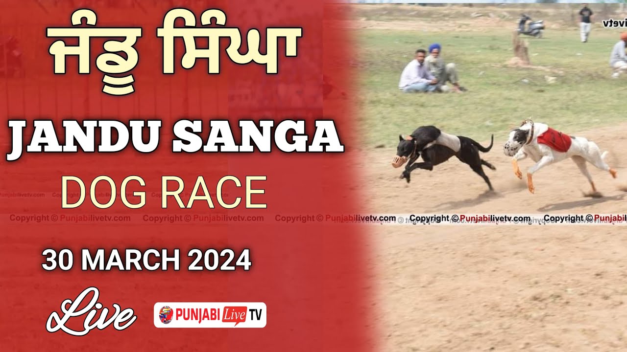 🔴[LIVE] JANDU SANGA (JALANDHAR) DOG RACE 30 MARCH 2024