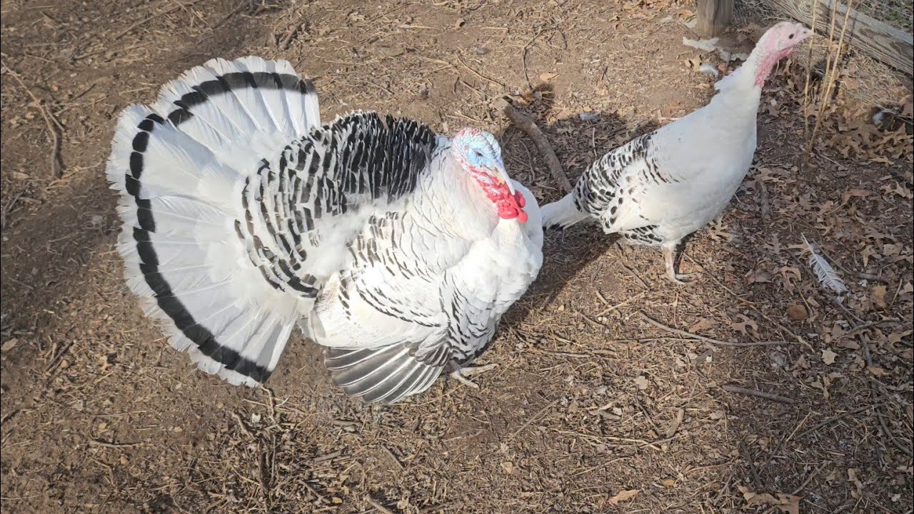 Male or Female? Royal Palm Turkeys 