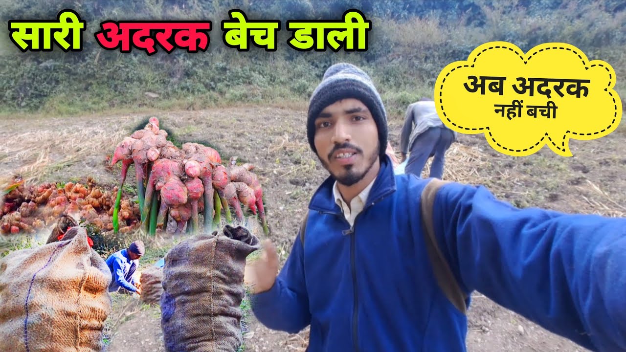 अब तो अदरक भी नहीं बची 😢 || अदरक की खेती || खेती बाड़ी || Lifestyle vlog || Rajesh kumiyal | Farming