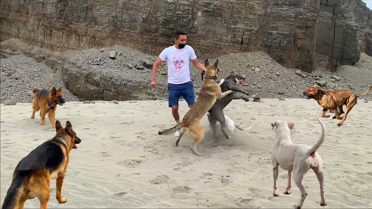 Paseos caninos que se salieron de control 😬