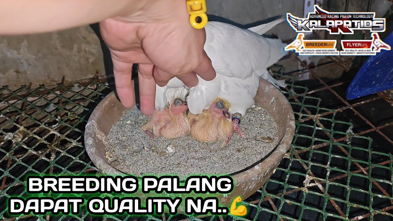 BREEDING PALANG DAPAT QUALITY NA..💪