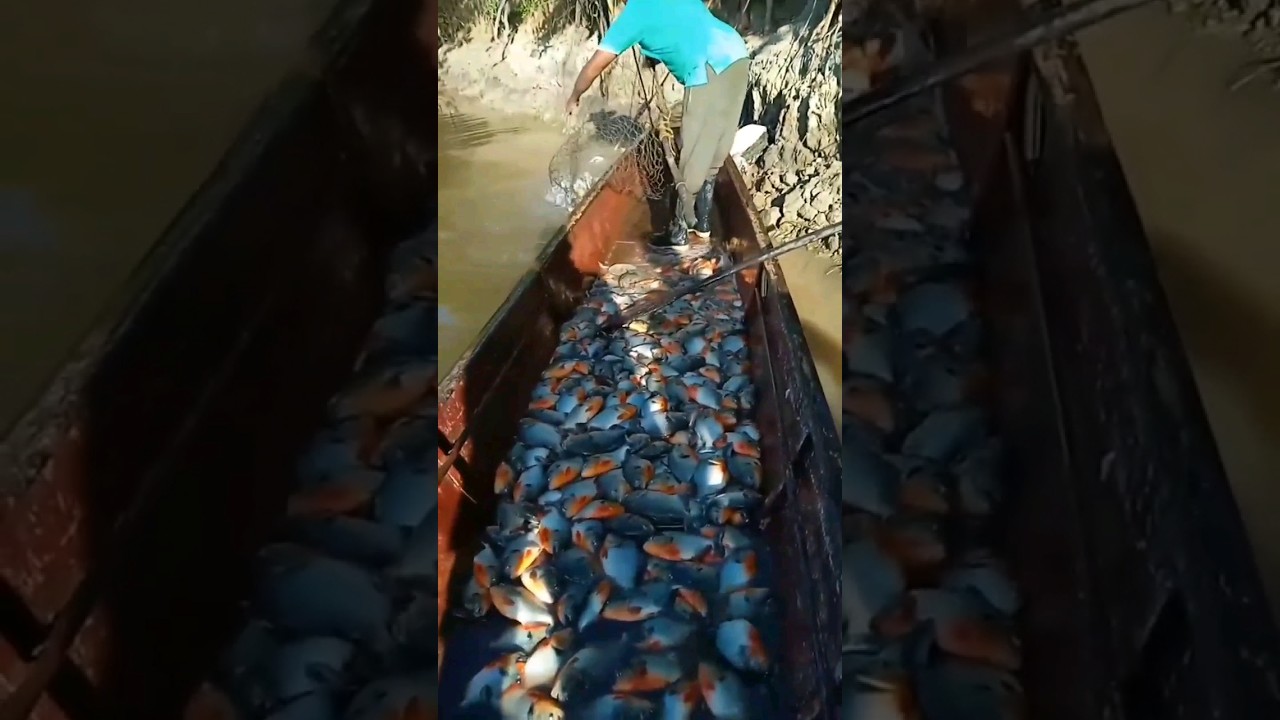 Armadilha pra pegar piranha #pesca #pescaria