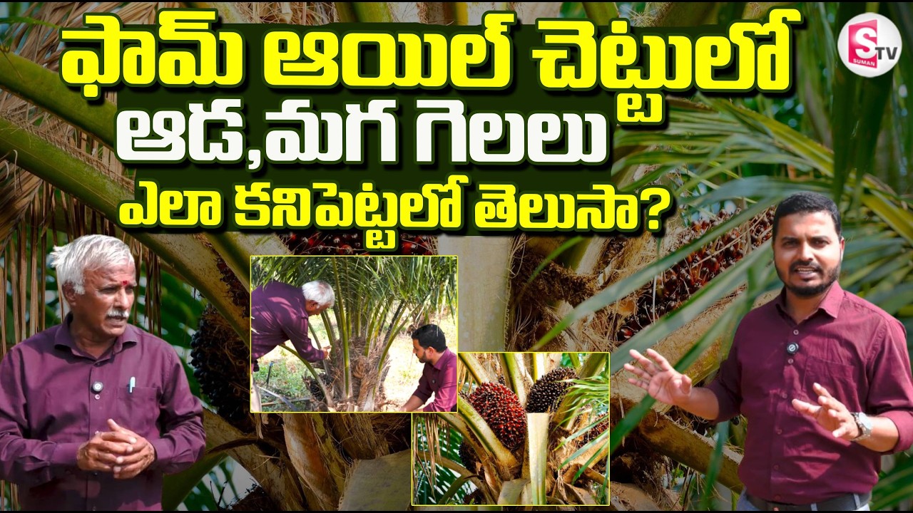 ఫామ్ ఆయిల్ చెట్టులో ఆడ,మొగ గెలలు ఎలా కనిపెట్టలో తెలుసా ?  | Palm Oil Cultivation | SumanTV Sai