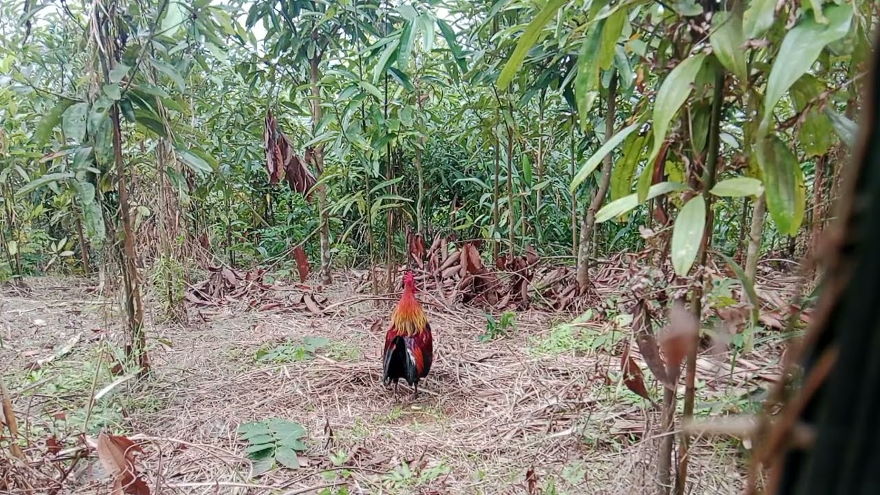 Tiếng gà trống gáy