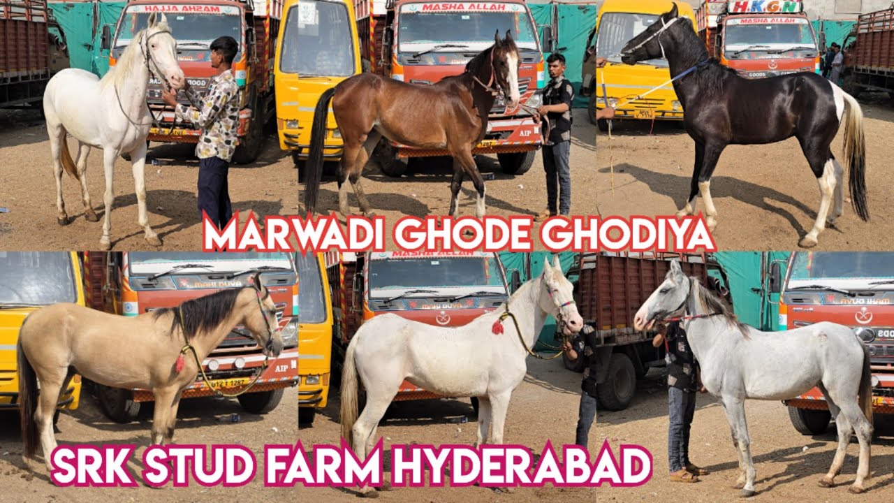 Marwadi ghode ghodiya available at SRK Stud farm Hyderabad | white horses | Mare Stallion ghoda