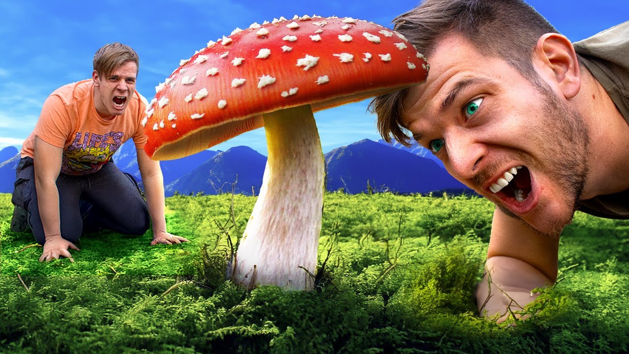 Aki NAGYOBB GOMBÁT talál, az NYER! 🍄