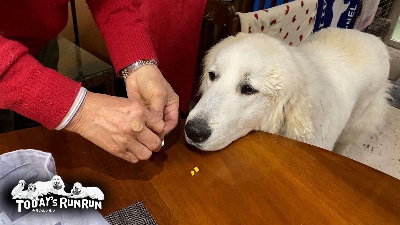 逃げず嫌がらず、お利口にお薬を飲めたリリーです　Great Pyrenees　グレートピレニーズ