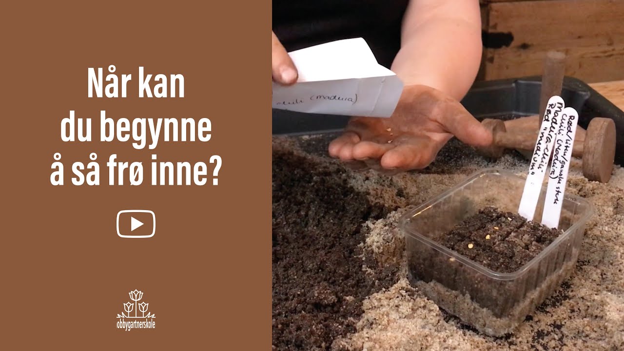 Når kan man begynne å så frø inne?