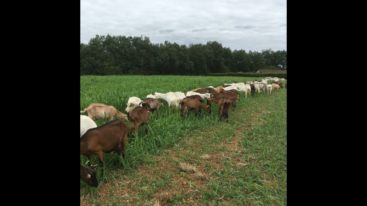 7. Comment avoir de l'herbe en vert en période estivale ? (épisode 1)