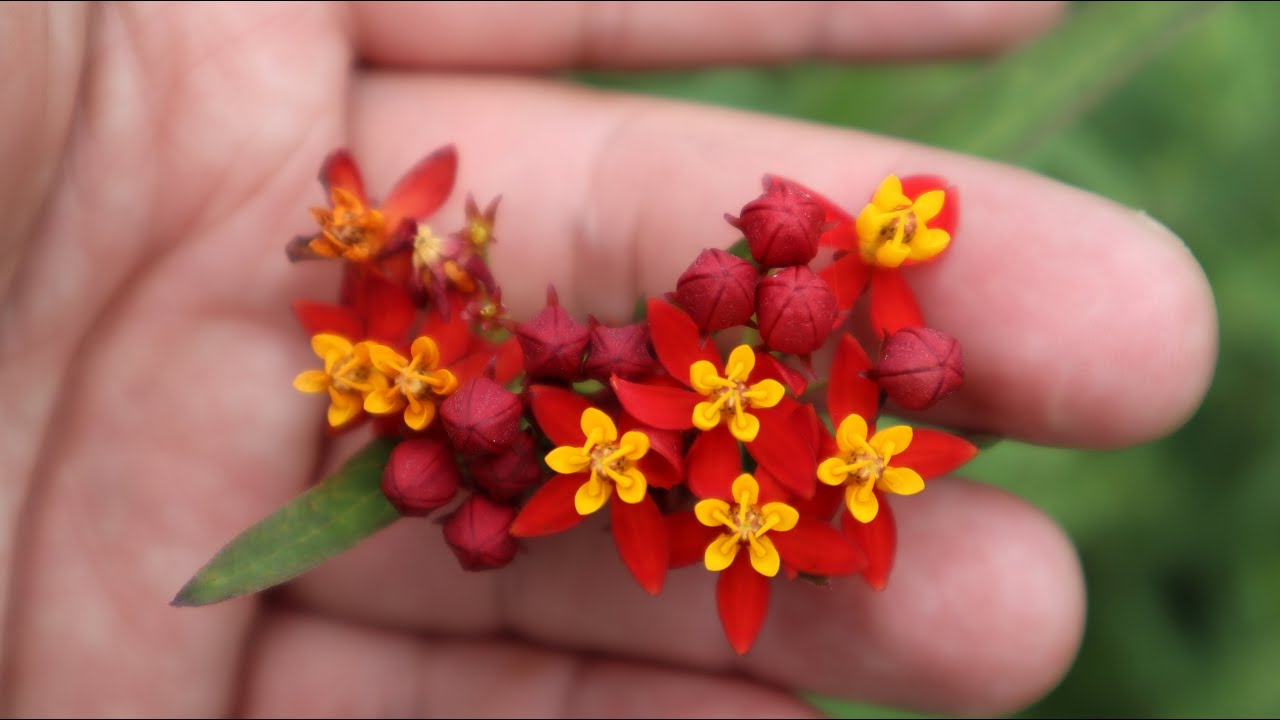 Asclepias curassavica - características y cuidados - Algodoncillo - Bandera española
