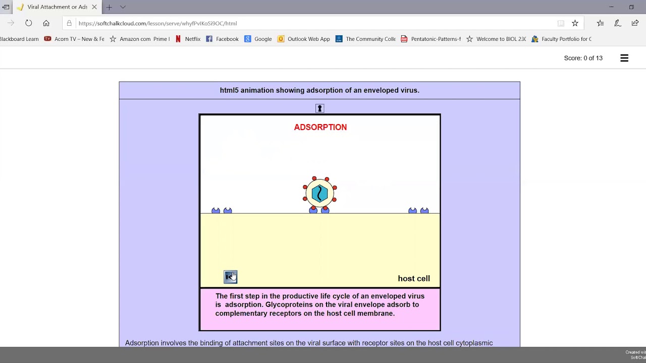 Productive (Lytic) Life Cycle of Animal Viruses