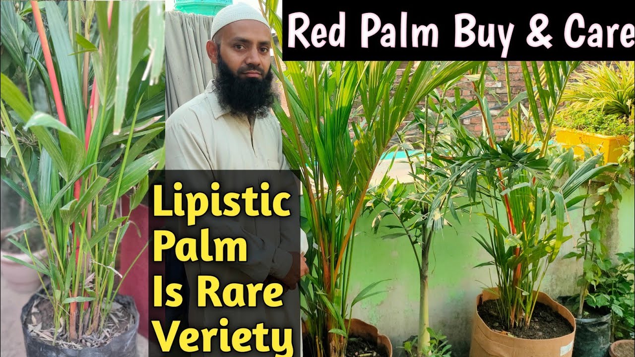 How To Grow Red Palm 🌴 Lipistic Palm Care And Tips 🌴 How to Buy Red Palm🇮🇳