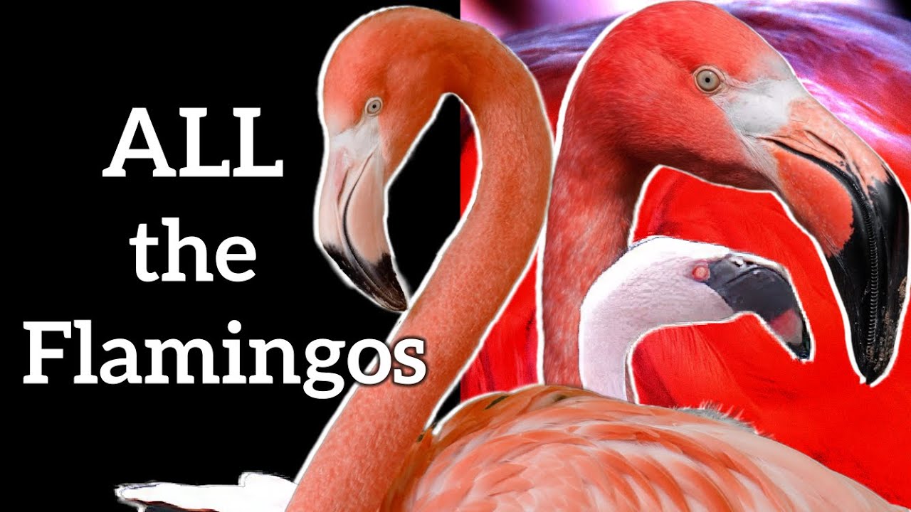 ALL the Flamingos - Winged Wonders Inc.