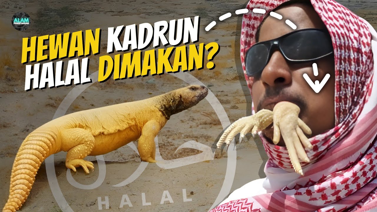 Inilah Dhab, Kadal Gurun Yang Biasa Dimakan Orang Arab❗ #alampengetahuan