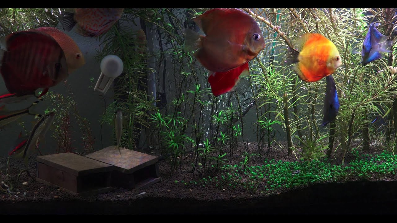 125 Gallon | Planted Discus Tank | 2016 February | Ludwigia White 4K