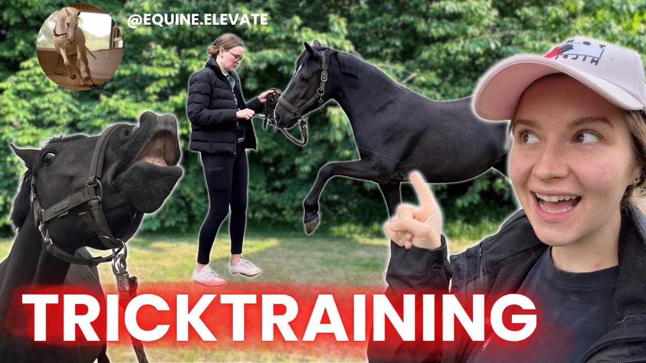 BELLA lernt ZIRKUSTRICKS 🎪 - Tricktraining mit @Celina