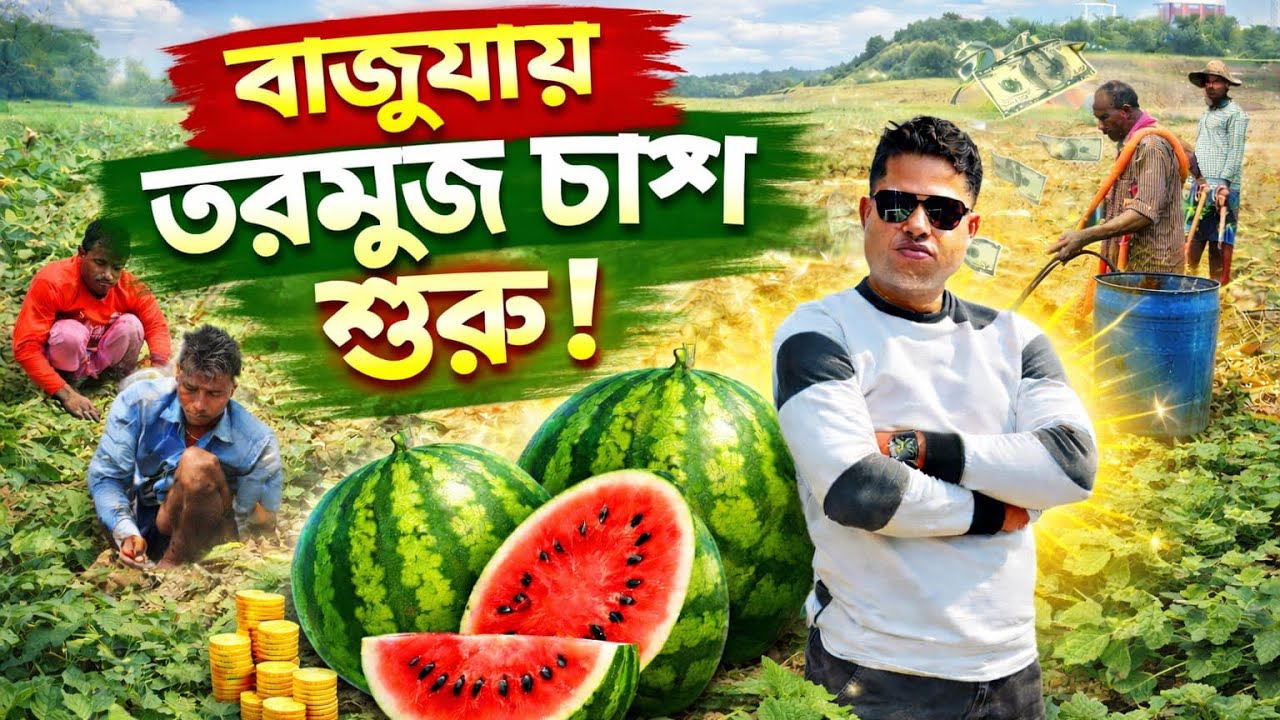 খুলনার বাজুয়ায় তরমুজ চাষের নতুন সম্ভাবনা 🌱🍉| Amazing Watermelon Fields in Bajua,#bajua#foryou#khulna