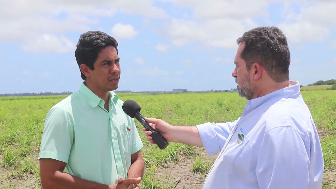 Usina da Cooperativa Pindorama deve fechar safra de cana 2023/24 com mais de um milhão de toneladas