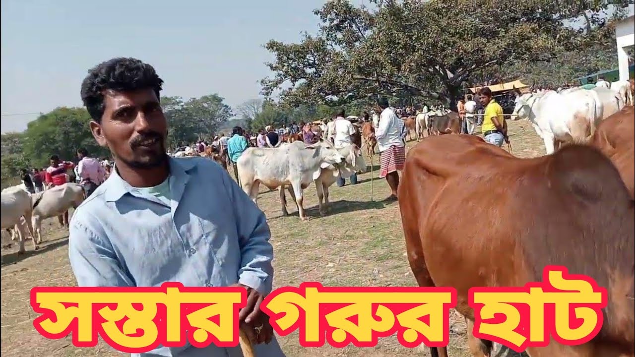 কুকরু সব থেকে সস্তা গরুর হাট।।jharkhand cheapest cow market।।@mrexplorer000