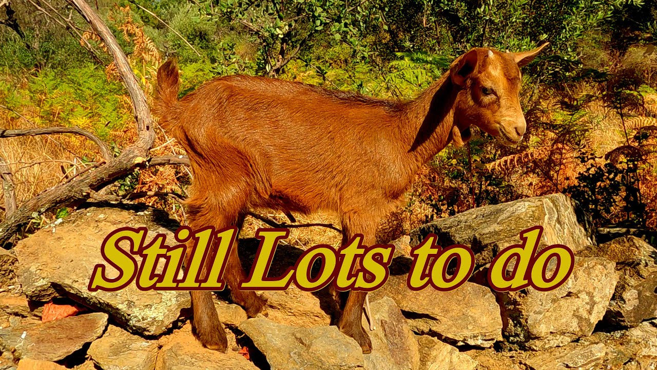 PORTUGAL FARM LIFE in Central Portugal - Building Our OFF GRID Goat Farm. What is our future?