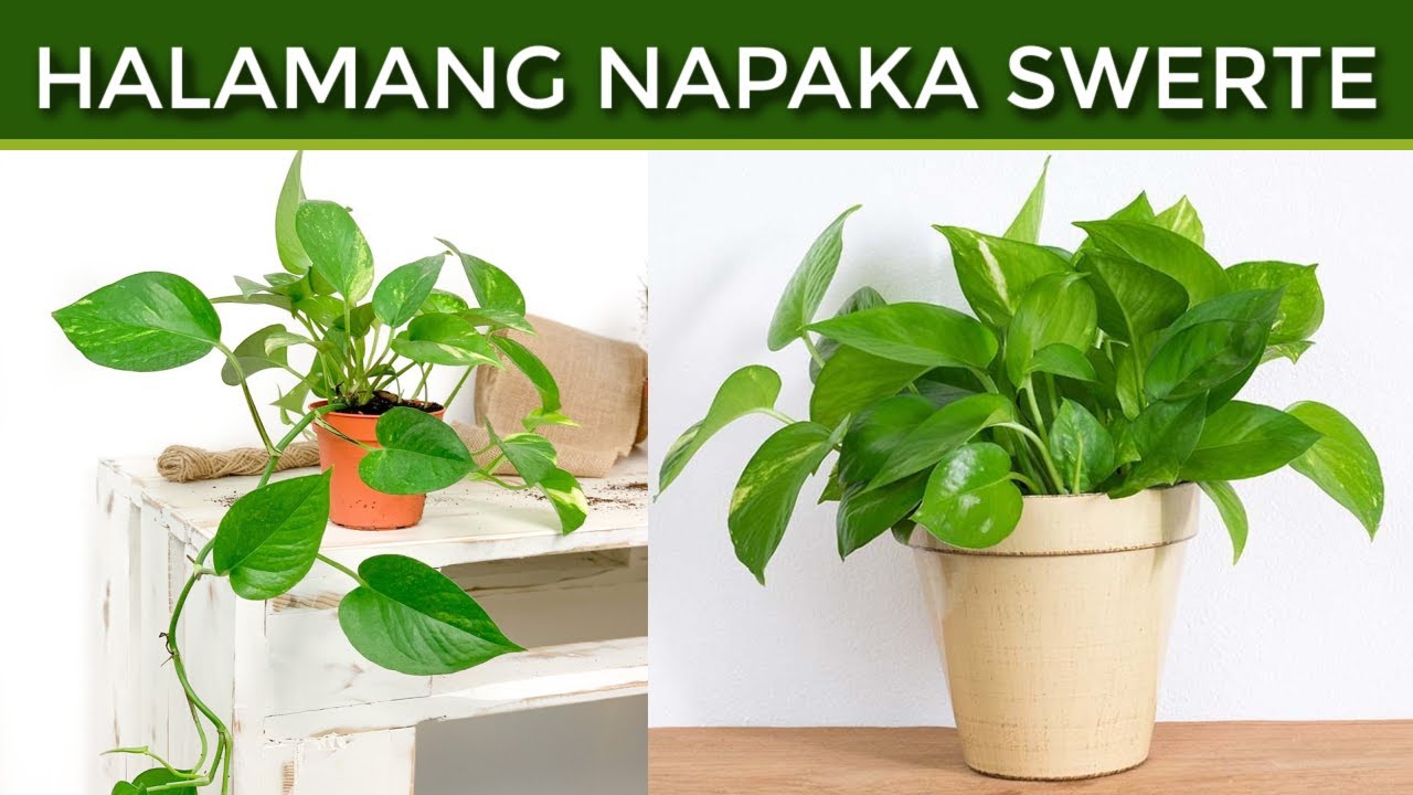 Tamang Pwesto at Lugar ng Money Plant sa Bahay Para Swertehin Ka