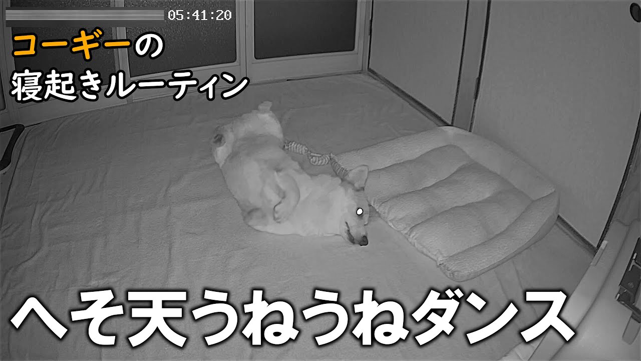 【続】見守りカメラが捉えたコーギー犬の寝起きルーティン1週間