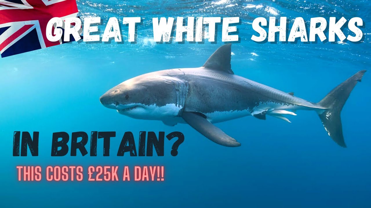GREAT WHITE SHARKS in Britain - Confirmed Expert UK Expedition! 2022.