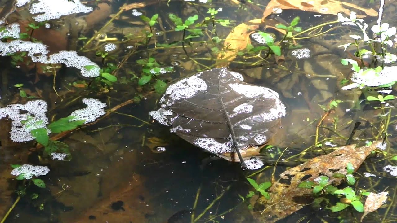 Desova Peixe CASCUDO - Armored Catfish spawning - Callichthys callichthys