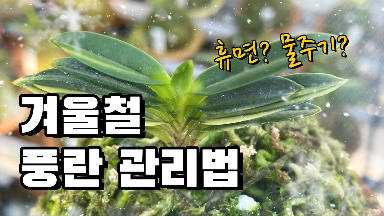 추워도 너무 추운 겨울! 풍란 관리 이렇게 해보세요!