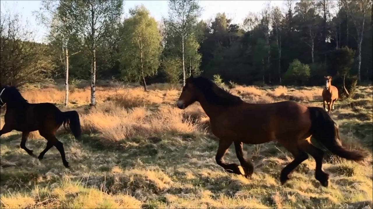 Sn&auml;ller&ouml;d i Maj