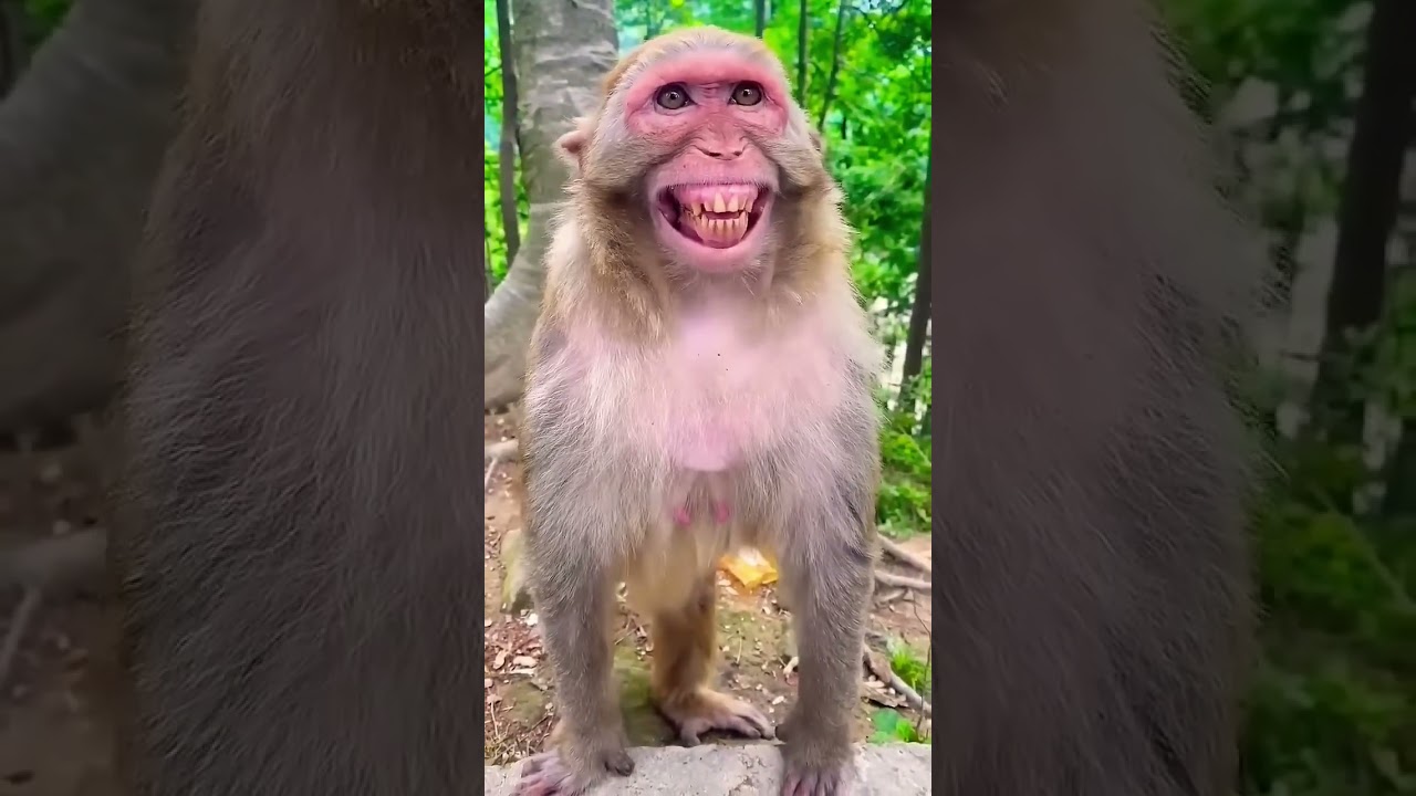 Hanuman video p