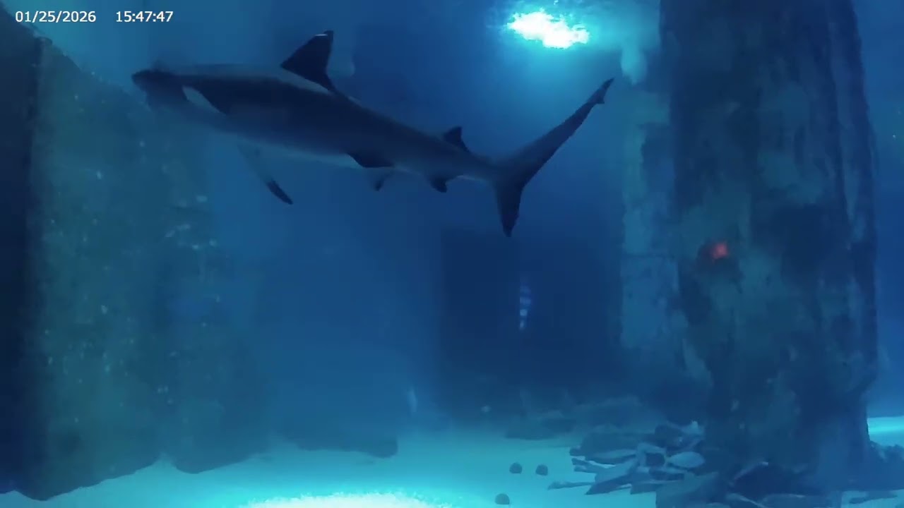 Review and tour around Sealife center London