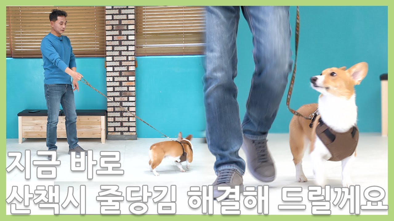 산책시 줄당김 문제 바로 즉시 해결 가능한 훈련 방법을 알려 드립니다.